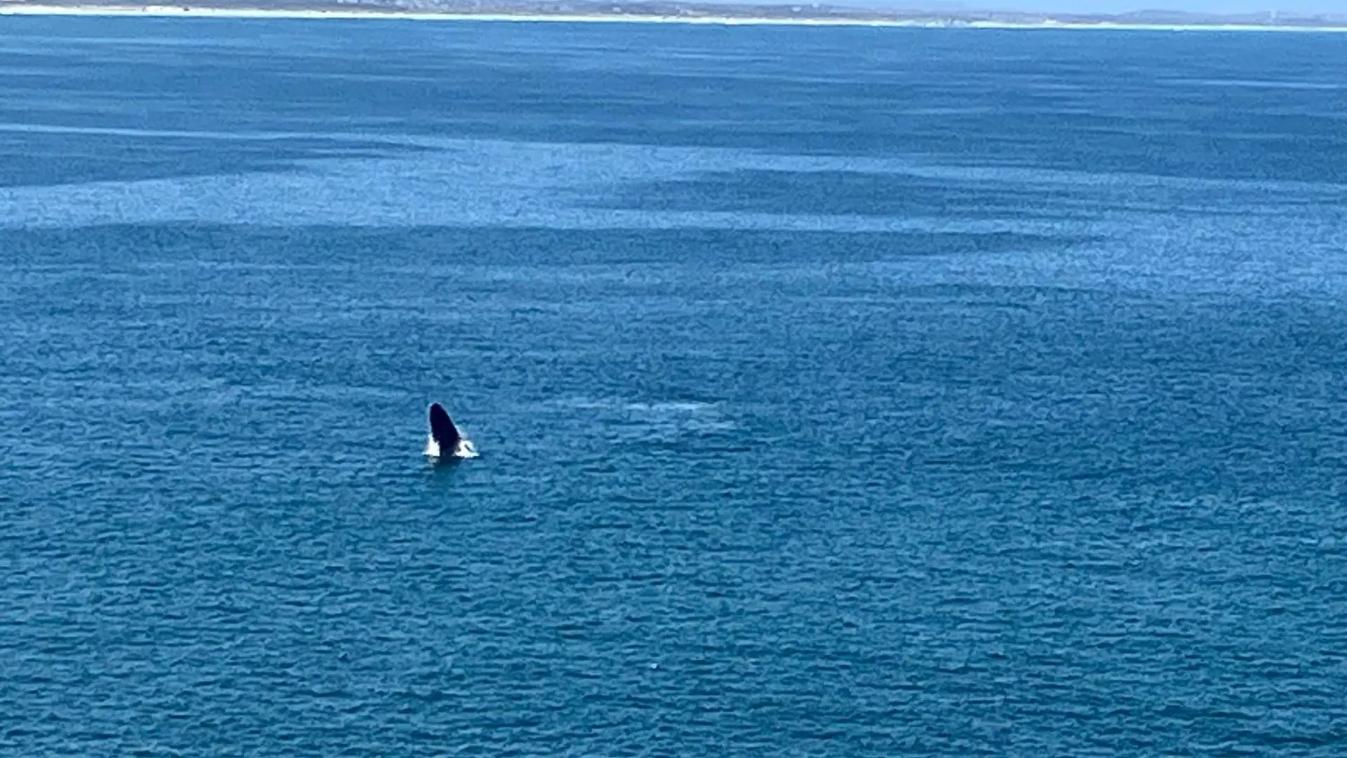 Whale'S Tale Apartment Fish Hoek